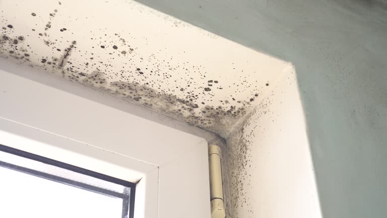  , NY Mold Removal Pros